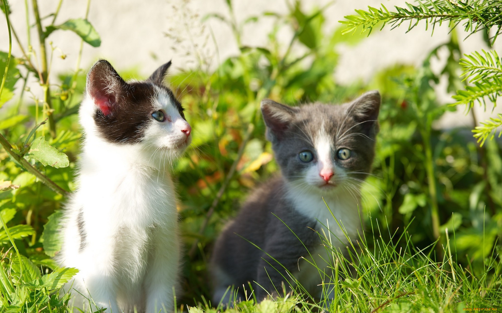 , , , , , grass, twigs, kittens